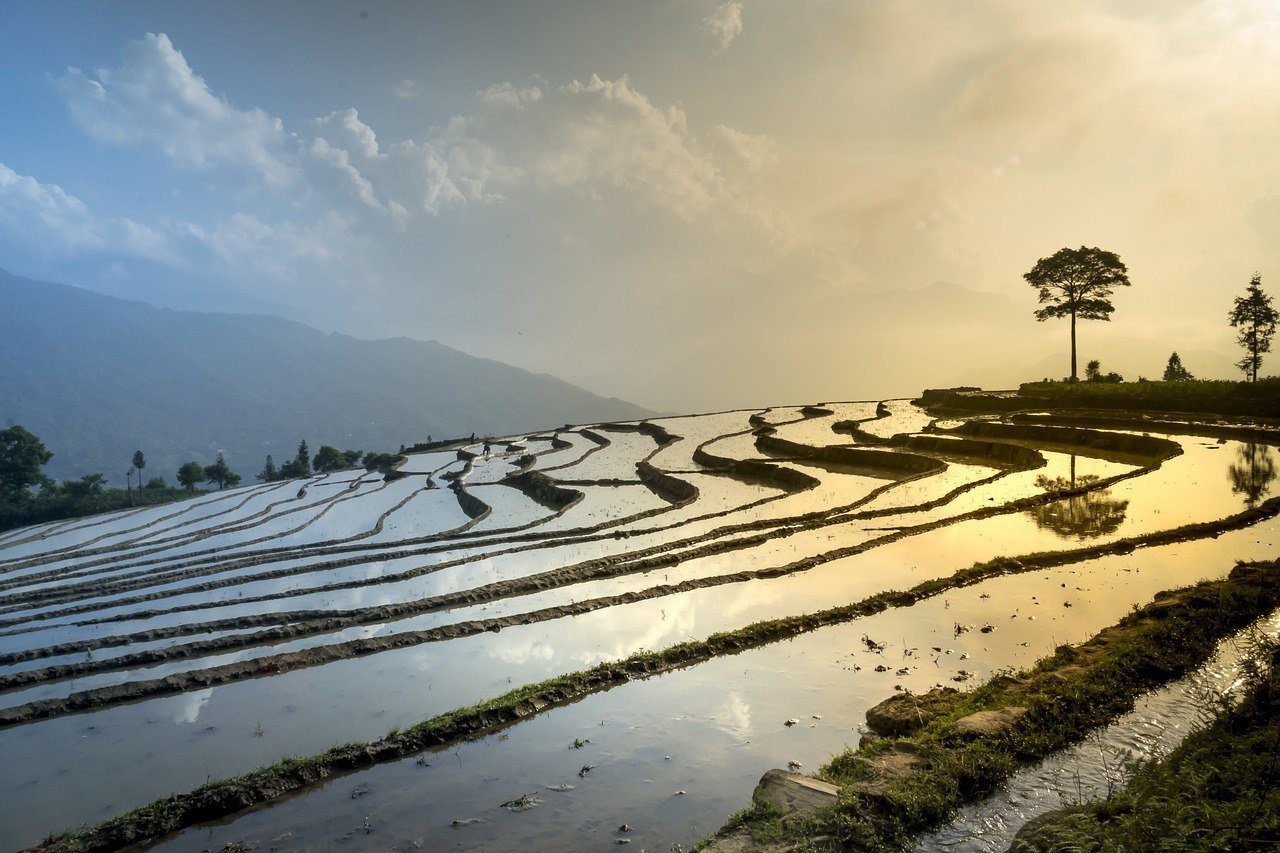 Rice field Vietnam